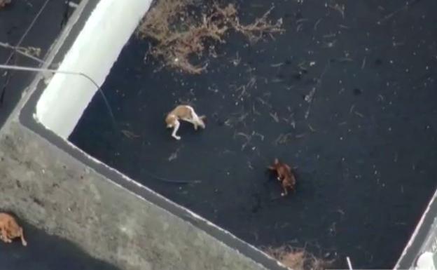 Desesperado rescate con drones de cuatro perros atrapados por la lava del volcán