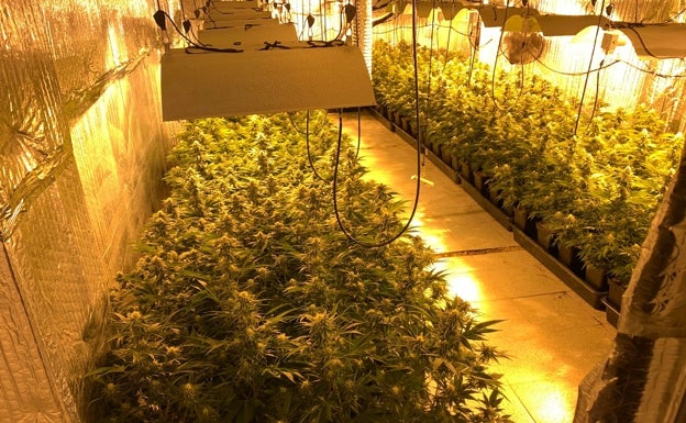 La Guardia Civil de Riba-Roja y la Policía Local de Pedralba se incautan de 218 plantas de marihuana