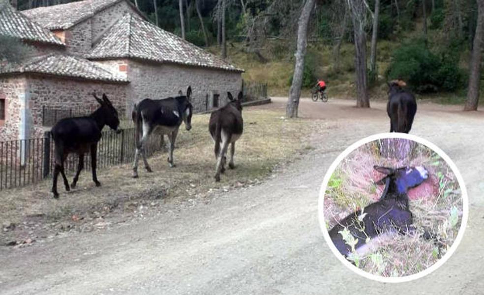 La Fiscalía investigará la muerte de los 10 burros del plan contra incendios de la Generalitat