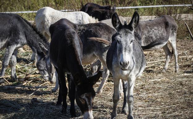 Las 12 dudas sobre la gestión de Mollà en la muerte de los burros de Las Palmas