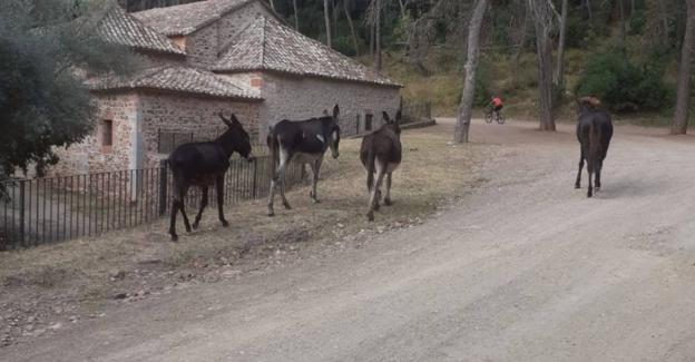 Agricultura baraja el estrés como causa de la muerte de los burros de Castellón