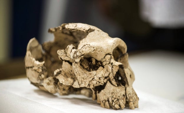 Uno de los esqueletos de neandertal más completos de la Península Ibérica llega a Valencia