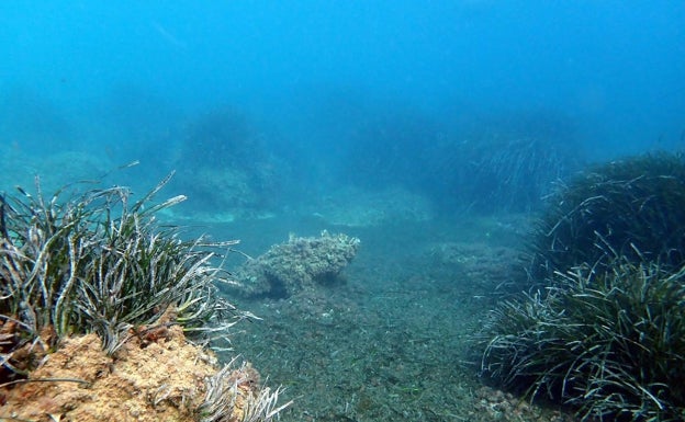 La posidonia de Teulada Moraira se encuentra en «excelente estado de conservación»