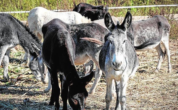 Veterinarios critican el traslado y los cuidados de los burros muertos en Castellón