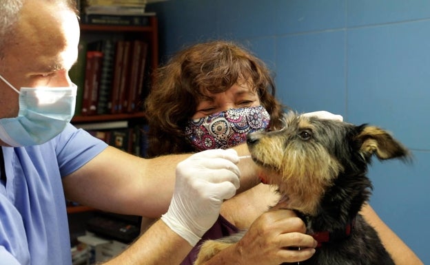 Paterna tramita 3.258 solicitudes para inscripciones en el censo canino municipal de ADN