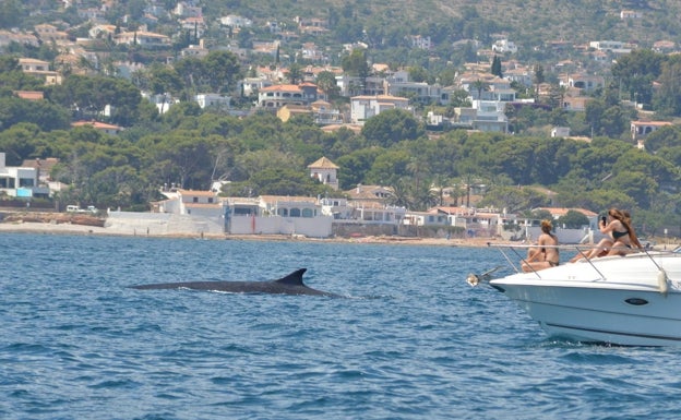 Avistan cerca de un centenar de rorcuales en aguas de Dénia entre mayo y octubre