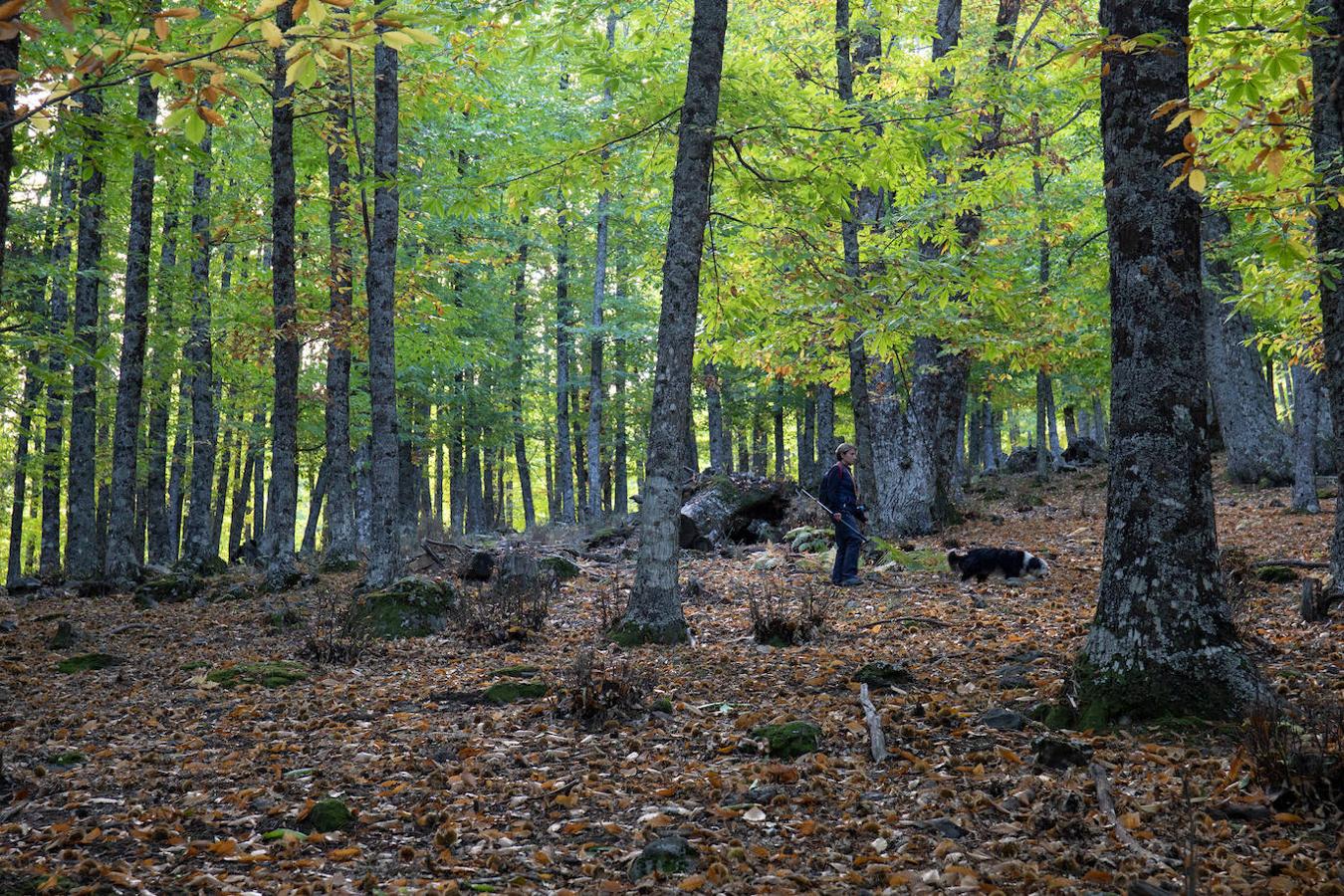 Un bosque encantado para visitar en noviembre