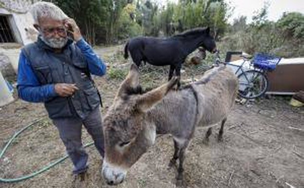 La Fiscalía de Castellón abre una investigación por la muerte de los burros