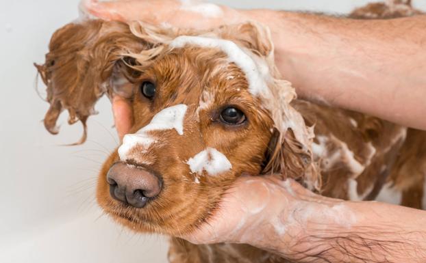 Perros | Cómo evitar el mal olor de tu perro: todo lo que haciendo | Las
