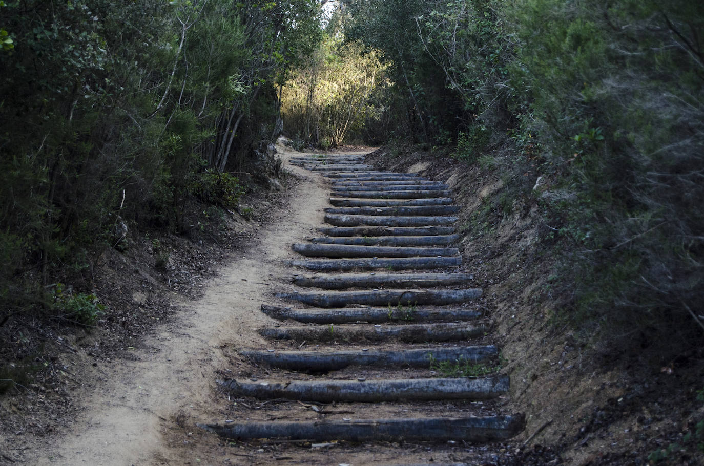 Fotos El bosque encantado de Orrius, un lugar mágico y misterioso