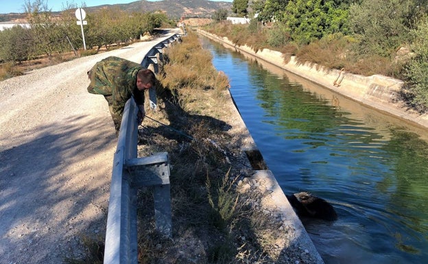 Los cazadores de Villar del Arzobispo rescatan a dos jabalíes en el Canal del Camp de Túria