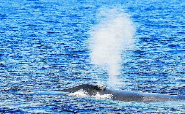 La ballena azul siempre ha estado en Euskadi