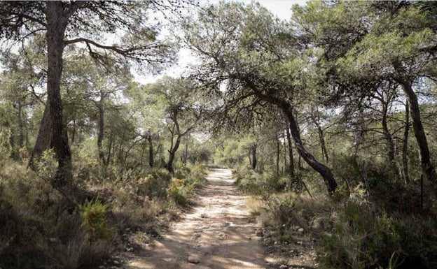 Compromís per Paterna propone aumentar la partida de medio ambiente en los presupuestos de 2022