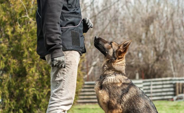 Cómo enseñar a un perro a hacerse el muerto