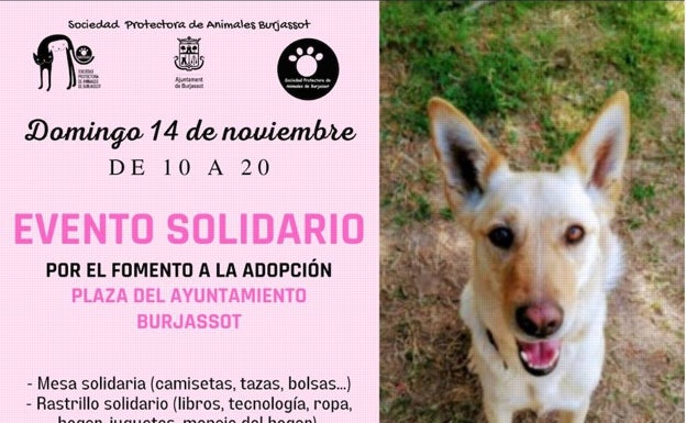 Jornada solidaria de la Sociedad Protectora de Animales de Burjassot