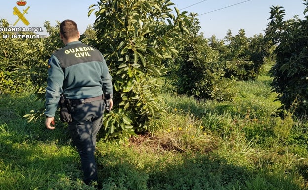 La Guardia Civil interviene 700 kilos de aguacates robados en Carcaixent