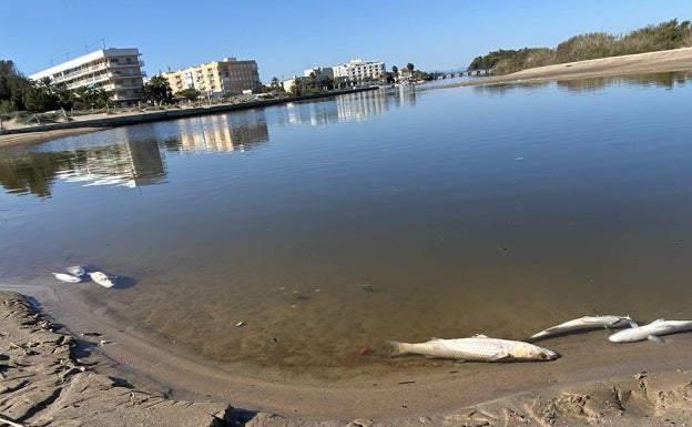 Aparecen peces muertos en las golas del Pujol y de El Perellonet