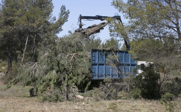 Enguera retoma la tala de 120.000 árboles en la sierra entre críticas de ecologistas