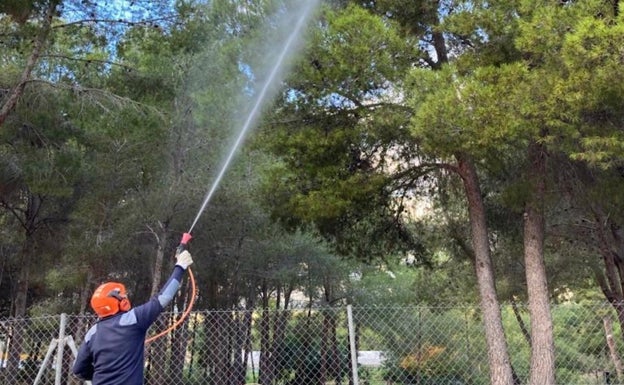 L'Alfàs del Pi inicia los trabajos de fumigación contra la procesionaria del pino