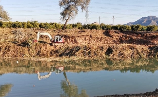 La CHJ elimina cañas en Alzira y Polinyà para recuperar el Camí Natural del Xúquer