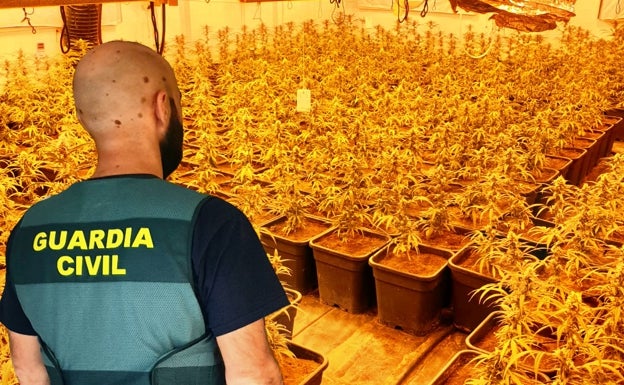 La Guardia Civil desarticula una organización criminal que cultivaba marihuana en chalés de la Ribera Alta