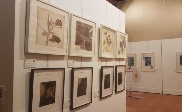 Joyas botánicas, del campo a las paredes de un museo