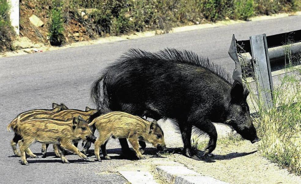 Agricultura amplía la caza de jabalíes al afectar la plaga ya a casi 300 pueblos de la Comunitat
