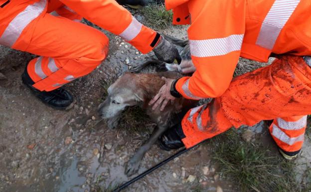 Los bomberos rescatan a un perro que se había caído en una fosa séptica en Algemesí