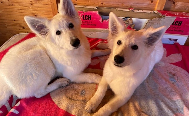 «La orden judicial para liberar a los perros puede tardar meses»