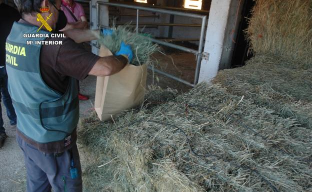 Un semental muere en un establo de Albocàsser tras comer una sospechosa partida de heno