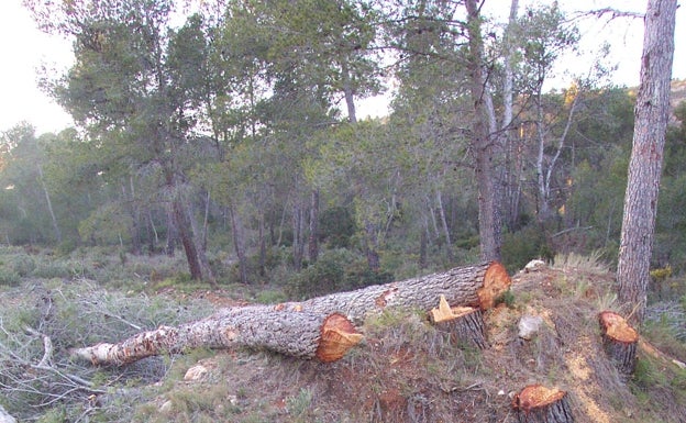 Agró tilda de «gravosa« la tala de árboles en Enguera y vuelve a pedir que se paralice