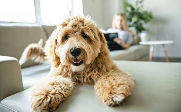 ¿Por qué los perros rascan la cama antes de tumbarse?