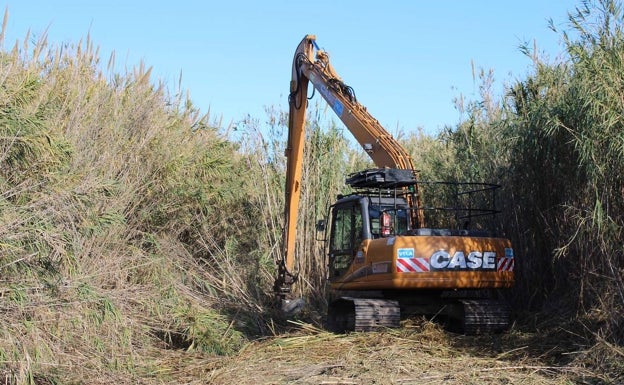 Sagunto lucha contra una especie invasora