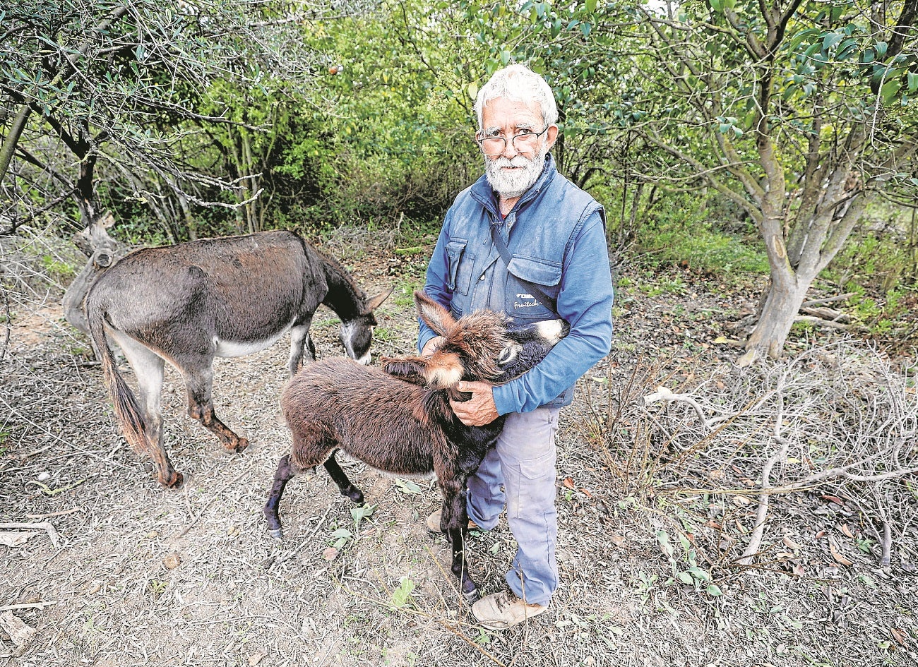 Mollà responsabiliza a sus altos cargos de la muerte de los burros en el Desert de les Palmes