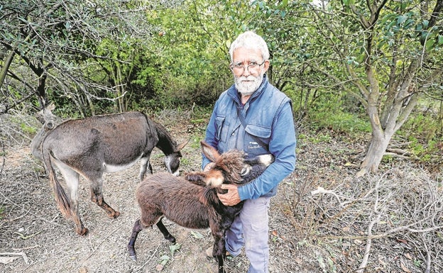 Mollà responsabiliza a sus altos cargos de la muerte de los burros en el Desert de les Palmes