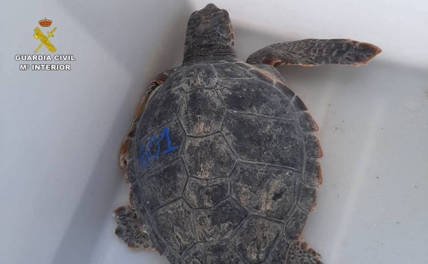 Sueltan en la costa de Alicante dos ejemplares de tortuga boba rescatadas en Burriana y Vinaròs