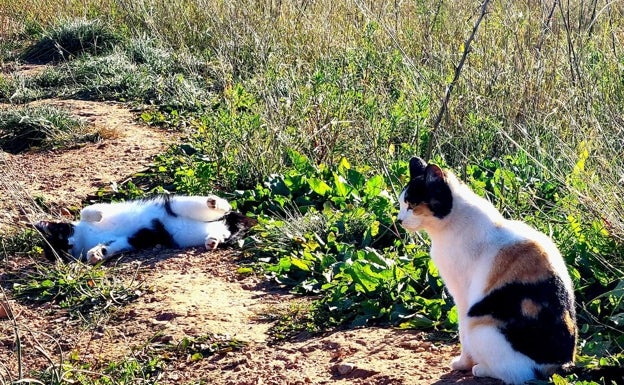 Loriguilla lucha contra la proliferación excesiva de gatos