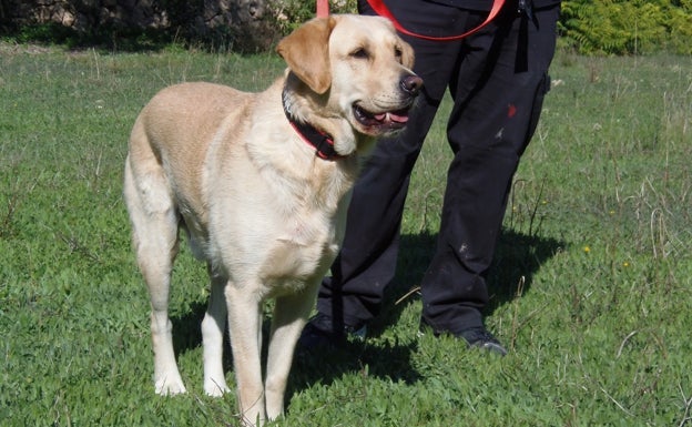 La protección animal se debate en Alcoi