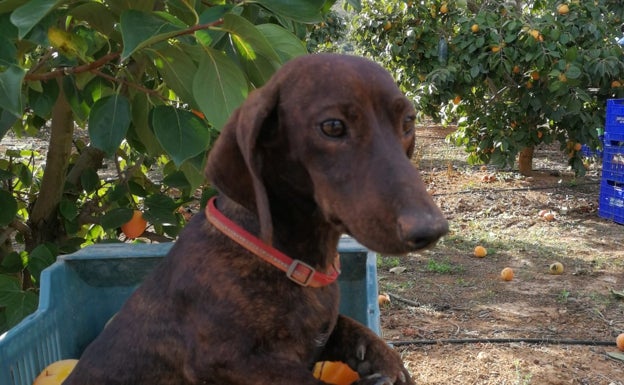 El dueño del perro muerto a tiros en la Barraca pide justicia y animalistas convocan una protesta el día 26