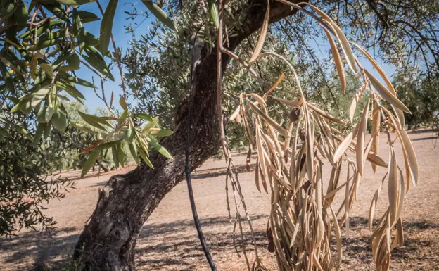 Efectos mortales de Xylella fastidiosa en un olivo. 