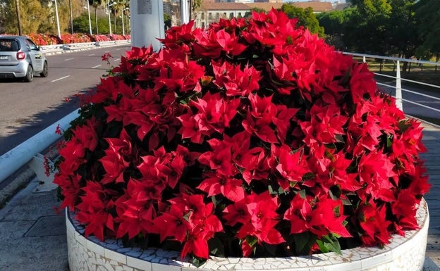 Valencia se viste de Navidad con 5.000 flores de Pascua