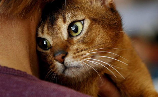 El verdadero motivo por el que tu gato se acerca a tu cara