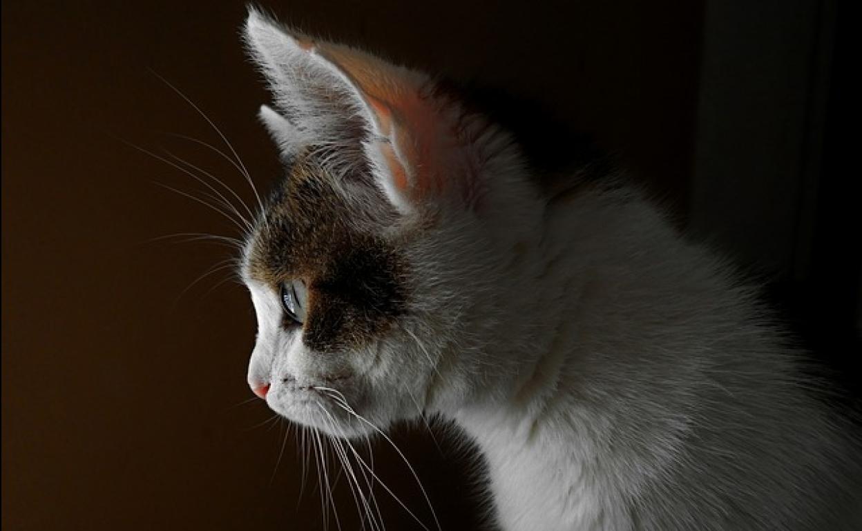 perfil Impuestos Comerciante Sonidos para gatos | Estos son los sonidos que atraen a los gatos: así  podemos comunicarnos con ellos | Las Provincias