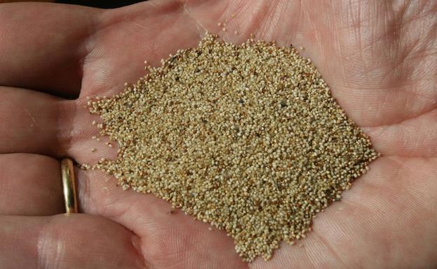 El superalimento bajo en grasas y sin gluten, considerado como 'la nueva quinoa'