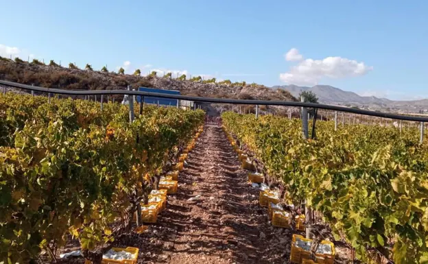 Investigado por estafar a un agricultor alicantino en la compra de uva del Vinalopó