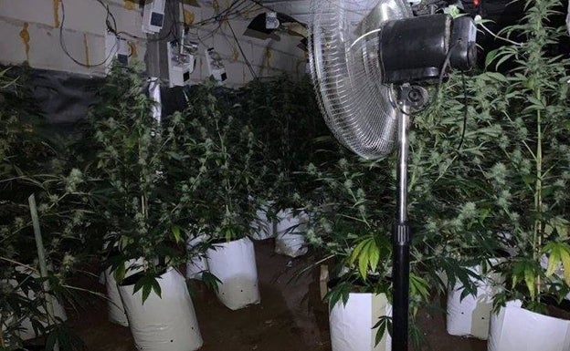 Localizan una explotación con más de 200 plantas de marihuana en una urbanización de Orihuela