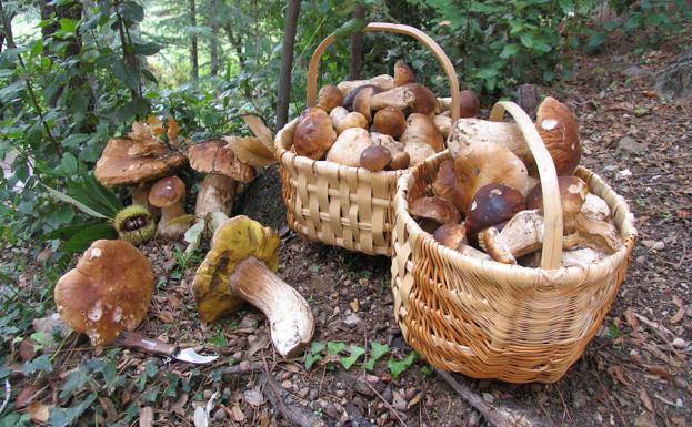 El desconocido superalimento 'de la inmortalidad' capaz de sustituir a la kombucha