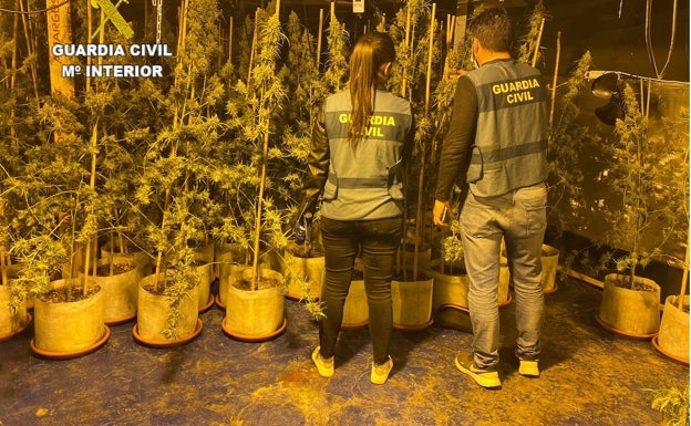 La Guardia Civil interviene más de 700 plantas de marihuana en una nave de Picassent