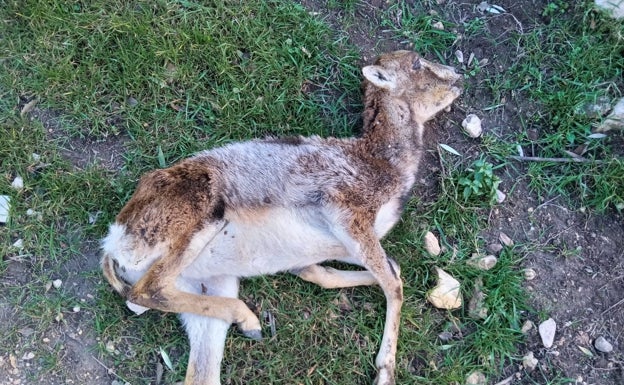 'Cazadores' de sarna en el término de Cortes de Pallás