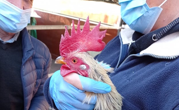 La Policía Local desmantela un criadero de gallos de pelea en Nazaret